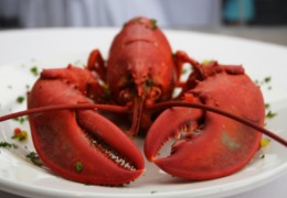 化妝品原料小百科：蝦青素的來(lái)源你知道嗎？