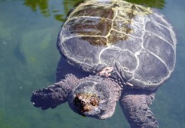 肌醇——魚、蝦飼料的能量補(bǔ)給站！