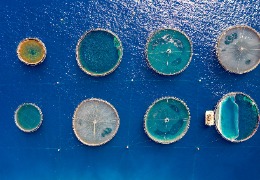 β－羥基－β－甲基丁酸在水產(chǎn)動(dòng)物中應(yīng)用的研究進(jìn)展（下）