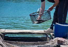 β－羥基－β－甲基丁酸在水產(chǎn)動(dòng)物中應(yīng)用的研究進(jìn)展（上）