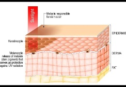 哪種膚色最容易曬黑？(上)