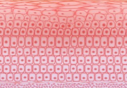 如何保護皮膚，才能使皮膚看起來健康？